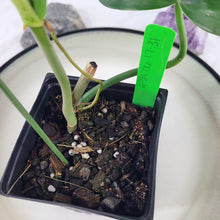 Load image into Gallery viewer, Philodendron Jerry Horne 4" pot, Fedex 2day*
