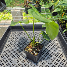 Load image into Gallery viewer, Anthurium Warocqueanum x Noid exact plant, Fedex 2day*

