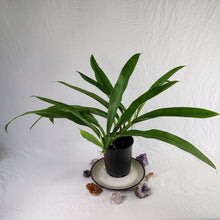 Load image into Gallery viewer, Monstera Lechleriana , Exact Plant Variegated triple top plant pot
