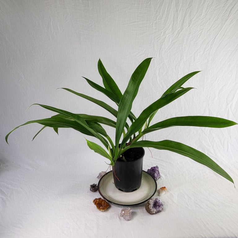 Monstera Lechleriana , Exact Plant Variegated triple top plant pot