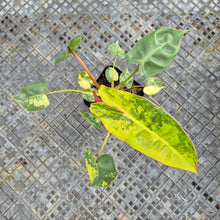 Load image into Gallery viewer, Philodendron Billietiae, Exact Plant Ships Nationwide
