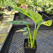 Load image into Gallery viewer, Monstera Adansonii Aurea, Exact Plant Variegated Ships Nationwide
