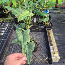 Load image into Gallery viewer, Philodendron Bipennifolium Splash Gordon Variegated Ships Nationwide
