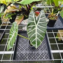 Load image into Gallery viewer, Alocasia Grandis, Exact Plant
