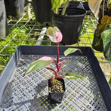 Load image into Gallery viewer, Philodendron Pink Princess, Exact Plant Variegated Ships Nationwide
