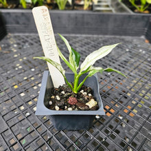 Load image into Gallery viewer, Spathiphylum Peace Lily City of Angels, Exact Plant Variegated
