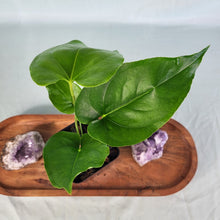 Load image into Gallery viewer, Anthurium Watermaliense, Exact Plant
