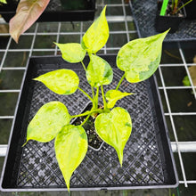 Load image into Gallery viewer, Alocasia Cucullata, Exact Plant Variegated Double plant
