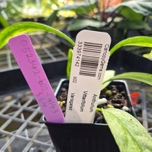 Load image into Gallery viewer, Anthurium Vittarifolium , Exact Plant Variegated Ships Nationwide
