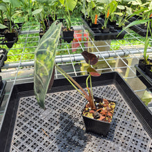 Load image into Gallery viewer, Alocasia Sedenii Aurea Variegated exact plant, Fedex 2day*
