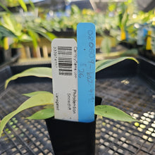 Load image into Gallery viewer, Philodendron Snowdrift, 2.5” pot, Fedex 2 day*
