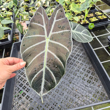 Load image into Gallery viewer, Alocasia Longiloba Grandis x Sanderiana 'Mark Campbell' exact plant, Fedex 2day*
