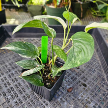 Load image into Gallery viewer, Epipremnum Pinnatum Albo, Exact Plant Variegated Ships Nationwide
