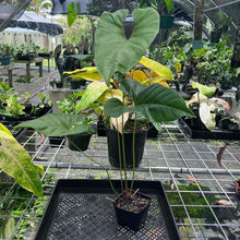 Load image into Gallery viewer, Anthurium Decipiens, Exact Plant
