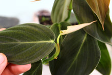 Load image into Gallery viewer, Philodendron Gigas Double plant Exact Plant Ships nationwide
