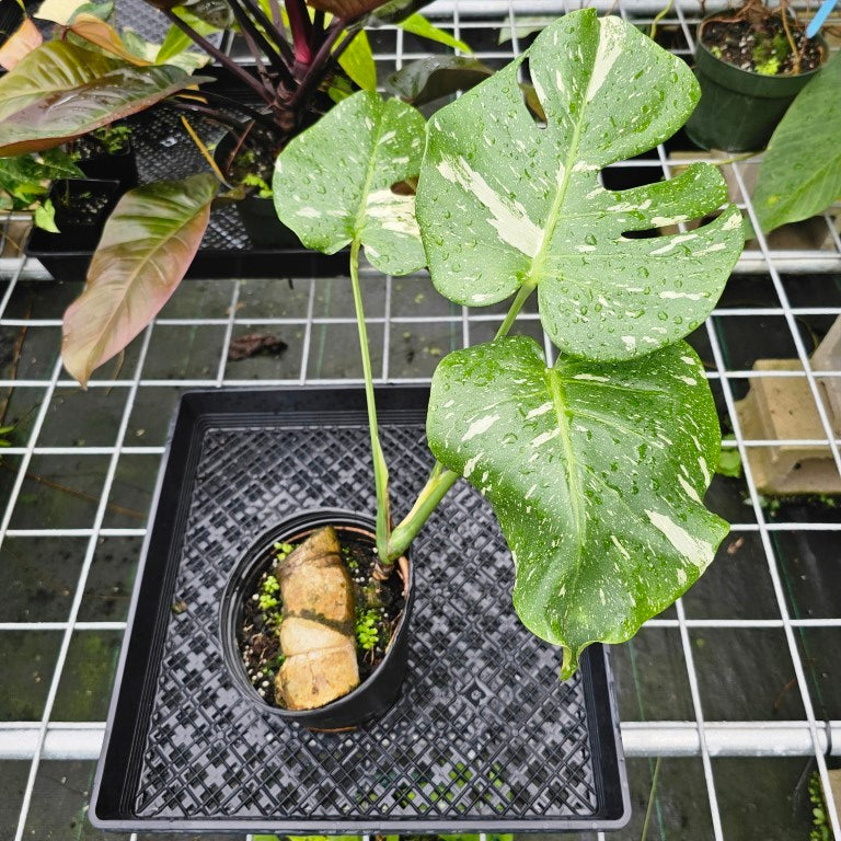 Monstera Thai Constellation, Exact Plant Variegated