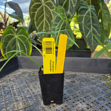 Load image into Gallery viewer, Philodendron Polypodoides, Exact Plant Ships Nationwide
