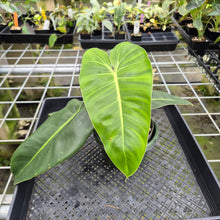 Load image into Gallery viewer, Philodendron Cordatum Kunth exact plant, Fedex 2day*
