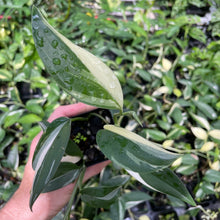 Load image into Gallery viewer, Scindapsus Blue Albo Variegated 2.5" pot, Fedex 2day*
