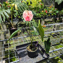 Load image into Gallery viewer, Anthurium Andraeanum Starlight Splash, Speckled exact plant, Fedex 2day*

