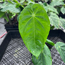 Load image into Gallery viewer, Anthurium Angamarcanum , Exact Plant Ships Nationwide
