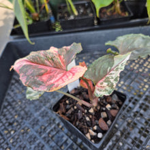 Load image into Gallery viewer, Syngonium Strawberry Ice, Exact Plant Variegated Ships Nationwide
