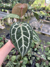 Load image into Gallery viewer, Anthurium Red Crystallinum Doc Block 4" pot, Fedex 2day*
