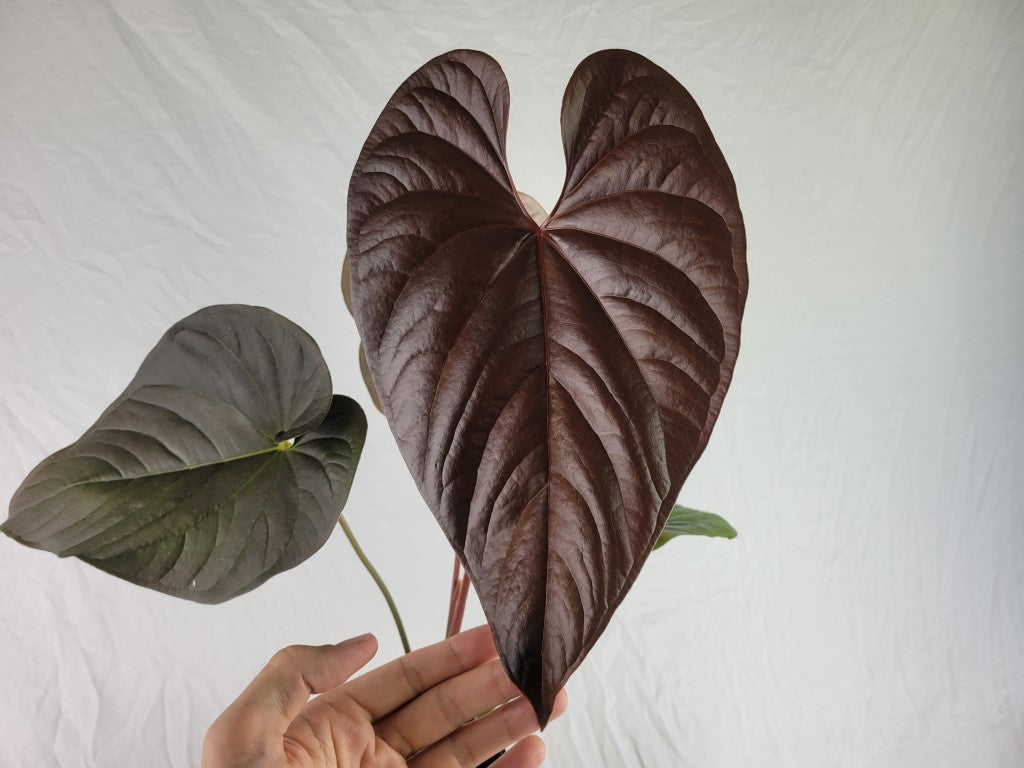 Anthurium Moodeanum, Exact Plant X Large, twin top – Canopy Gems
