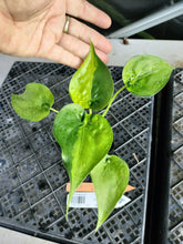 Load image into Gallery viewer, Alocasia Cucullata, Exact Plant Variegated Ships Nationwide
