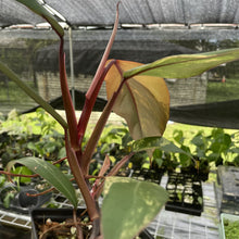 Load image into Gallery viewer, Philodendron Strawberry Shake Variegated exact plant, Fedex 2day*
