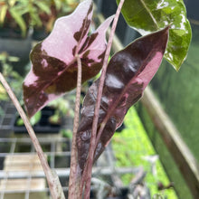 Load image into Gallery viewer, Alocasia Psuedosanderiana pink Variegated 2.5" pot, Fedex 2day*
