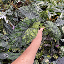 Load image into Gallery viewer, Alocasia Dragon Scale Mint, lower variegation 4" pot, Fedex 2day*
