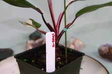 Load image into Gallery viewer, Variegated Philodendron Red Anderson Exact Plant
