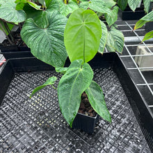 Load image into Gallery viewer, Anthurium Angamarcanum , Exact Plant Ships Nationwide
