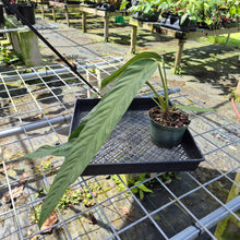 Load image into Gallery viewer, Anthurium Spectabile, Exact Plant
