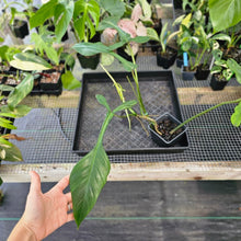 Load image into Gallery viewer, Philodendron Joepii, Exact Plant Ships Nationwide
