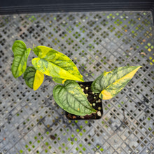 Load image into Gallery viewer, Monstera Siltepecana, Exact Plant Variegated Ships Nationwide
