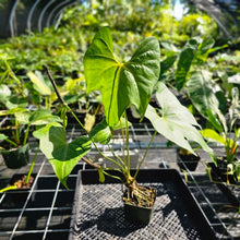 Load image into Gallery viewer, Anthurium Macrolobium, Exact Plant Ships Nationwide
