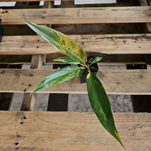 Load image into Gallery viewer, Philodendron Caramel Marble, Exact Plant Variegated Ships Nationwide
