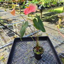 Load image into Gallery viewer, Anthurium Anuenue Obake bicolor, pink/ green, Exact Plant
