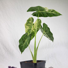 Load image into Gallery viewer, Alocasia Frydek, Exact Plant Variegated Ships Nationwide
