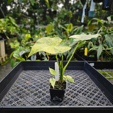 Load image into Gallery viewer, Alocasia Gageana Aurea, Exact Plant Variegated with babies
