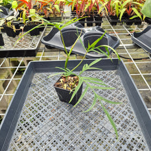 Load image into Gallery viewer, Philodendron Polypodioides, Exact Plant Ships Nationwide
