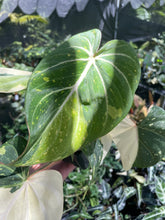 Load image into Gallery viewer, Philodendron Gloriosum variegated type 2, 4" pot, Fedex 2day*
