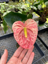 Load image into Gallery viewer, Anthurium Andraeanum Starlight Splash, Exact Plant, Speckled Ships Nationwide
