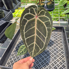 Load image into Gallery viewer, Anthurium Red Crystallinum Doc Block exact plant, Fedex 2day*
