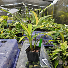 Load image into Gallery viewer, Epipremnum Amplissimum, Exact Plant Variegated Ships Nationwide
