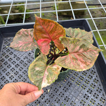 Load image into Gallery viewer, Syngonium Strawberry Ice Variegated exact plant, Fedex 2day*
