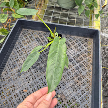 Load image into Gallery viewer, Philodendron Spiritus Sancti 2.5" pot, Fedex 2day*
