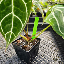 Load image into Gallery viewer, Anthurium Crystallinum, Exact Plant Ships Nationwide
